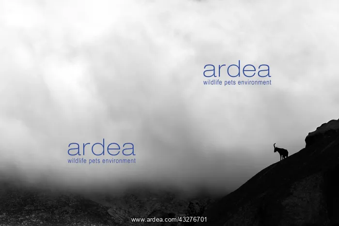 : Spanish ibex (Capra pyrenaica), Silhouette on rock : Spanish ibex (Capra pyrenaica), Silhouette on rock