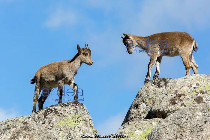 : Spanish ibex (Capra pyrenaica) young fighting on : Spanish ibex (Capra pyrenaica) young fighting on