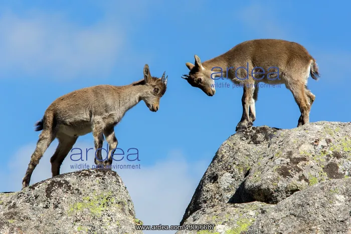 : Spanish ibex (Capra pyrenaica) young fighting on : Spanish ibex (Capra pyrenaica) young fighting on