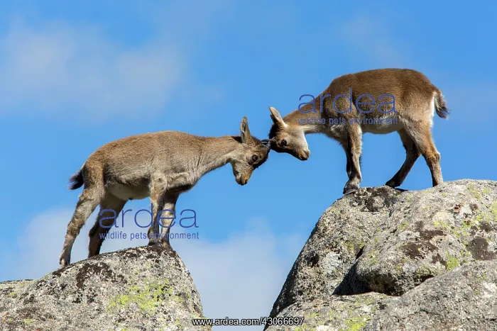 : Spanish ibex (Capra pyrenaica) young fighting on : Spanish ibex (Capra pyrenaica) young fighting on