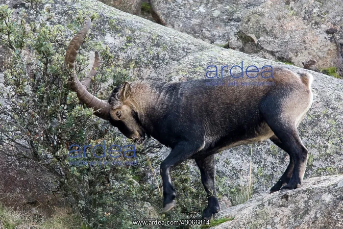 : Spanish ibex (Capra pyrenaica)male on rock, Guadarrama : Spanish ibex (Capra pyrenaica)male on rock, Guadarrama