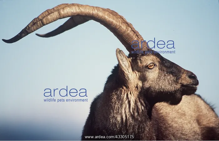 : SPANISH IBEX - close-up of head : SPANISH IBEX - close-up of head