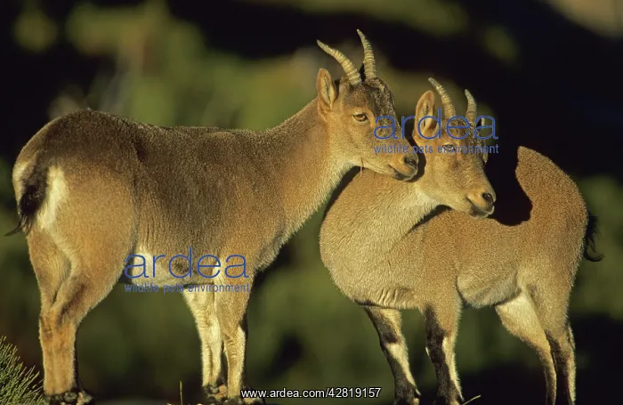 : Spanish Ibex - ewes, I.U.C.N. vulnerable, lives : Spanish Ibex - ewes, I.U.C.N. vulnerable, lives