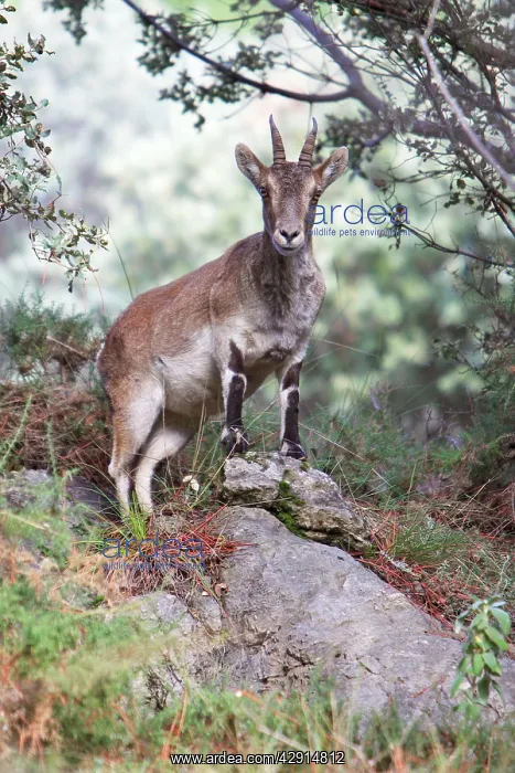 : Spanish Ibex - female animal alert : Spanish Ibex - female animal alert