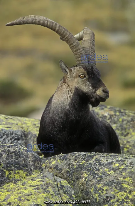 : Spanish Ibex - I.U.C.N. vulnerable, lives in mountainous : Spanish Ibex - I.U.C.N. vulnerable, lives in mountainous