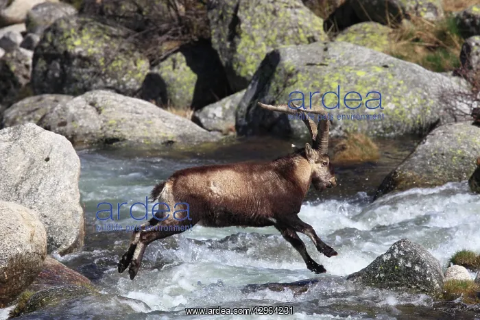 : Spanish Ibex - jumping through water : Spanish Ibex - jumping through water