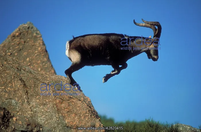 : Spanish IBEX - leaping off a rock : Spanish IBEX - leaping off a rock