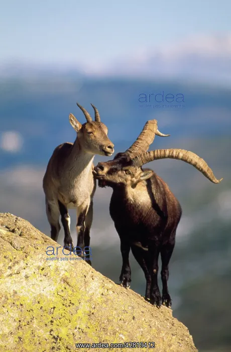  : SPANISH IBEX - male courting female