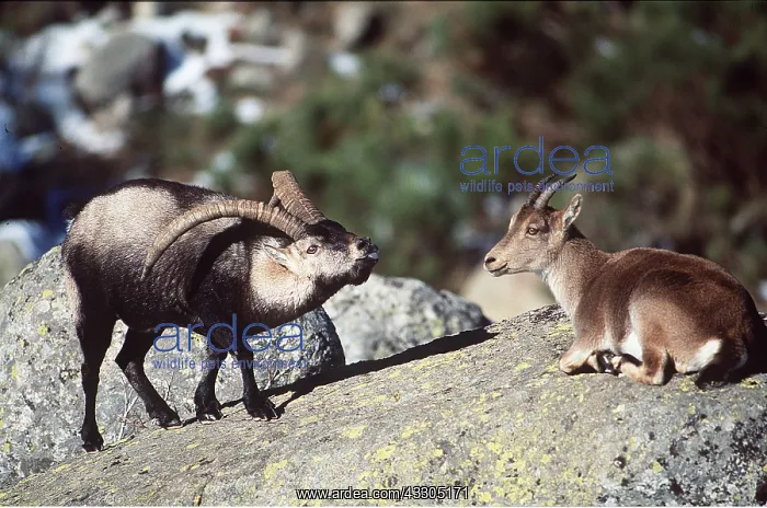 : SPANISH IBEX - male courting female : SPANISH IBEX - male courting female