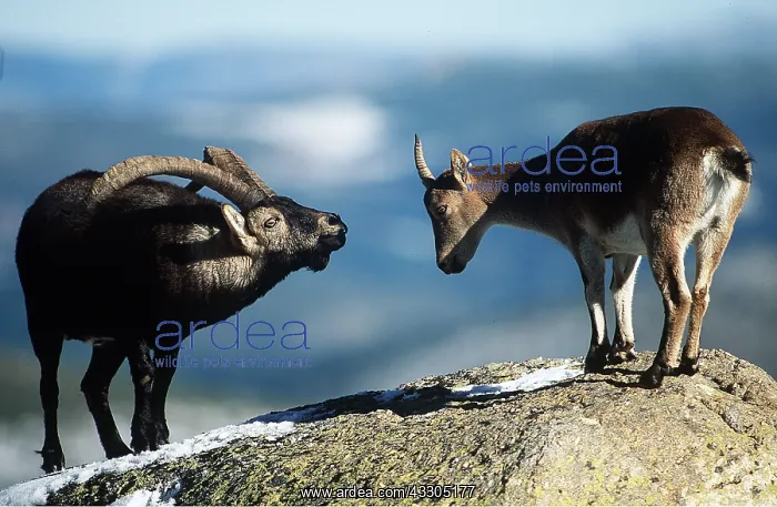 : SPANISH IBEX - male courting female : SPANISH IBEX - male courting female