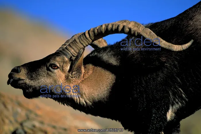 : Spanish Ibex - Male courting female in rut : Spanish Ibex - Male courting female in rut