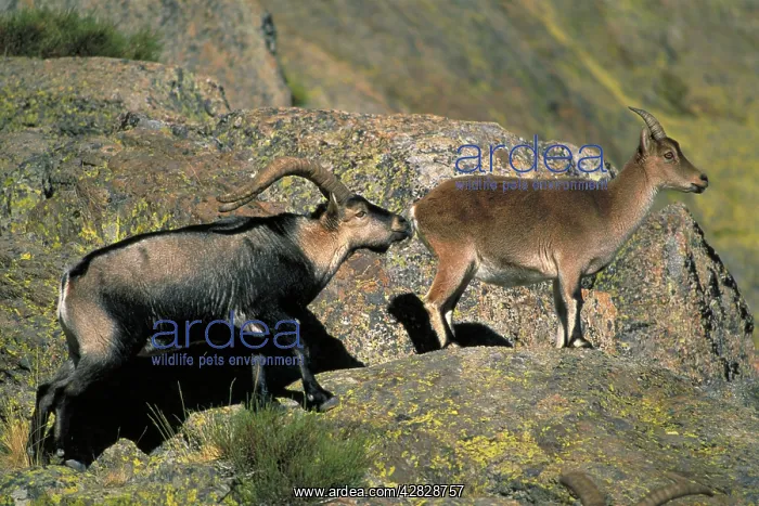 : Spanish Ibex - Male courting female in rut : Spanish Ibex - Male courting female in rut