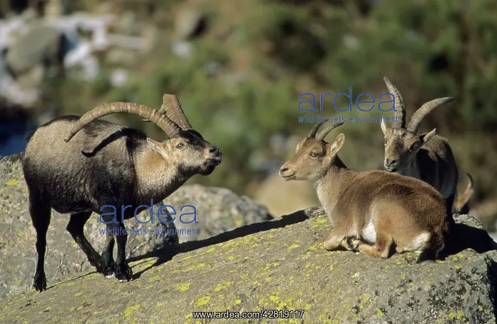 : Spanish Ibex - male courting female in rut, I.U.C.N : Spanish Ibex - male courting female in rut, I.U.C.N