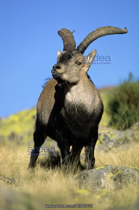 : Spanish Ibex - male displaying tongue in rut, I.U.C.N : Spanish Ibex - male displaying tongue in rut, I.U.C.N