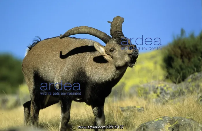  : Spanish Ibex - male displaying tongue in rut, I.U.C.N