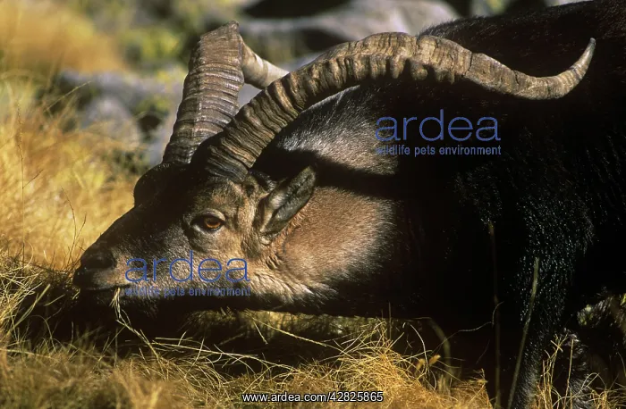: Spanish Ibex - male, feeding on vegetation : Spanish Ibex - male, feeding on vegetation