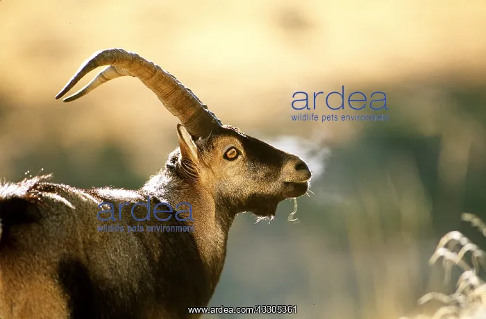 : SPANISH IBEX - male head : SPANISH IBEX - male head