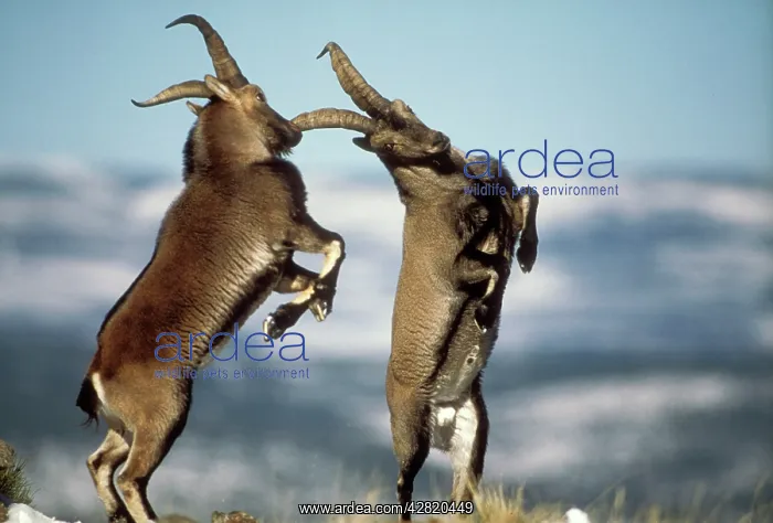 : Spanish IBEX - two males fighting : Spanish IBEX - two males fighting