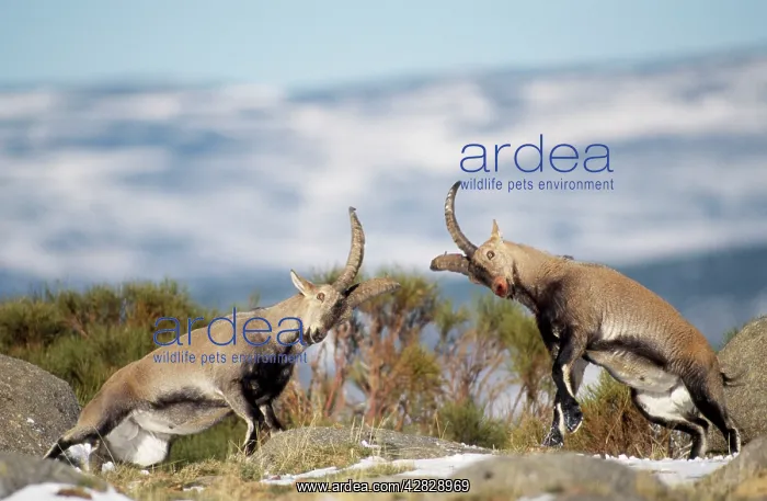  : SPANISH IBEX - males fighting, facing each other
