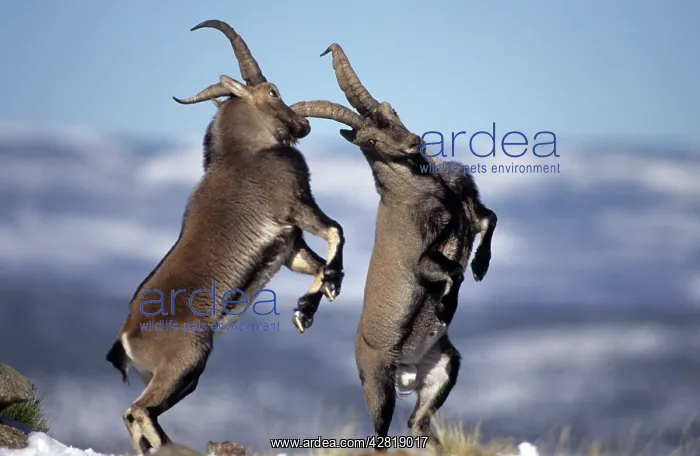 : Spanish Ibex - males fighting in rut, I.U.C.N : Spanish Ibex - males fighting in rut, I.U.C.N