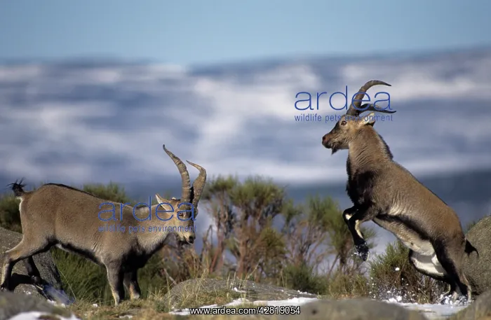: Spanish Ibex - males fighting in rut, I.U.C.N : Spanish Ibex - males fighting in rut, I.U.C.N