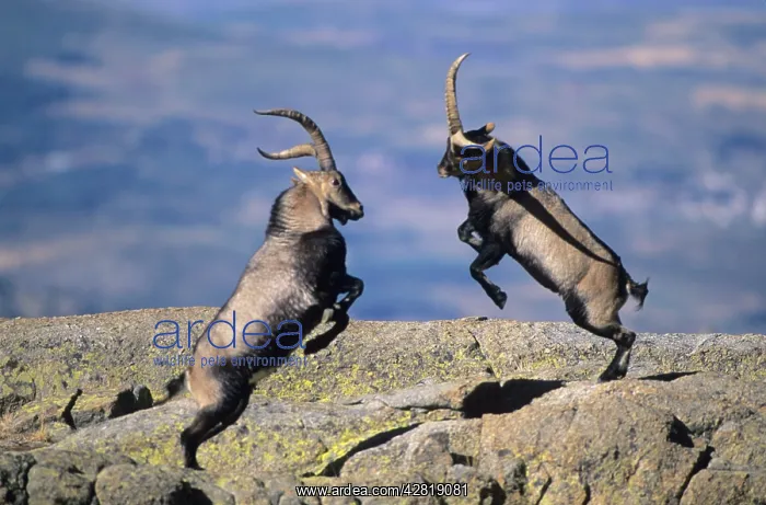 : Spanish Ibex - males fighting in rut, I.U.C.N : Spanish Ibex - males fighting in rut, I.U.C.N