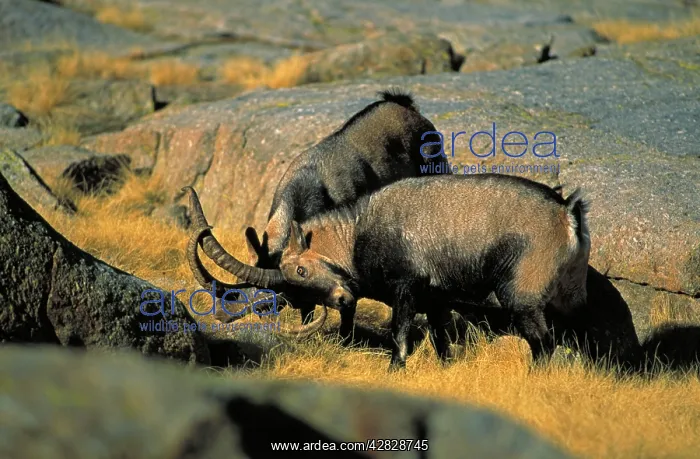 : Spanish Ibex - Males in rut fighting : Spanish Ibex - Males in rut fighting