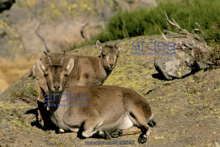 : Spanish Ibex - Mother and Young : Spanish Ibex - Mother and Young