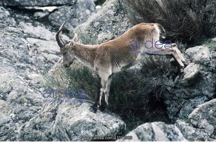 : SPANISH IBEX - stepping across rocks : SPANISH IBEX - stepping across rocks