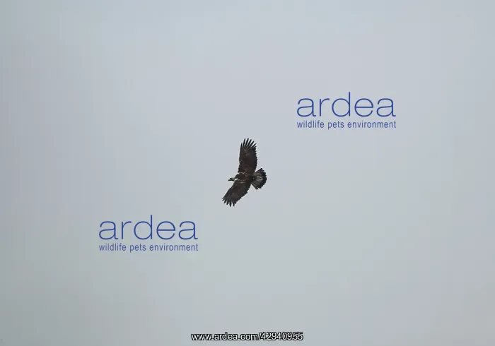 : Spanish Imperial / Iberian Imperial Eagle / Adalbert's : Spanish Imperial / Iberian Imperial Eagle / Adalbert's