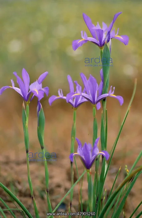 : Spanish IRIS : Spanish IRIS