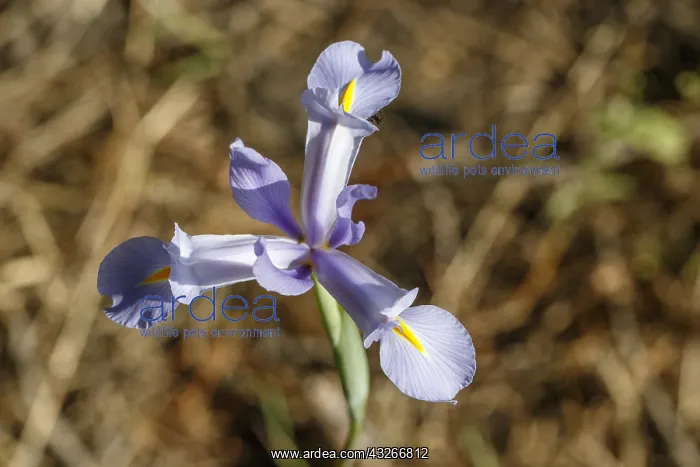 : Spanish Iris - flower on forest - : Spanish Iris - flower on forest -