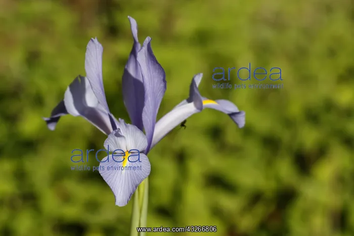 : Spanish Iris - flower on forest Spanish Iris - flower : Spanish Iris - flower on forest Spanish Iris - flower