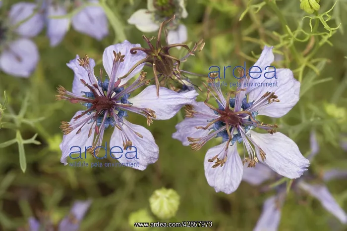 : Spanish Love-in-a-mist : Spanish Love-in-a-mist