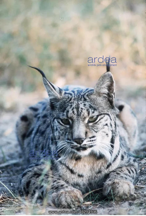  : SPANISH LYNX