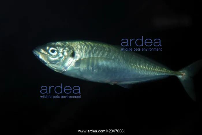 : Spanish Mackerel : Spanish Mackerel