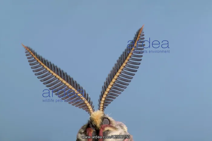 : Spanish Moon Moth - Antennas of the male : Spanish Moon Moth - Antennas of the male