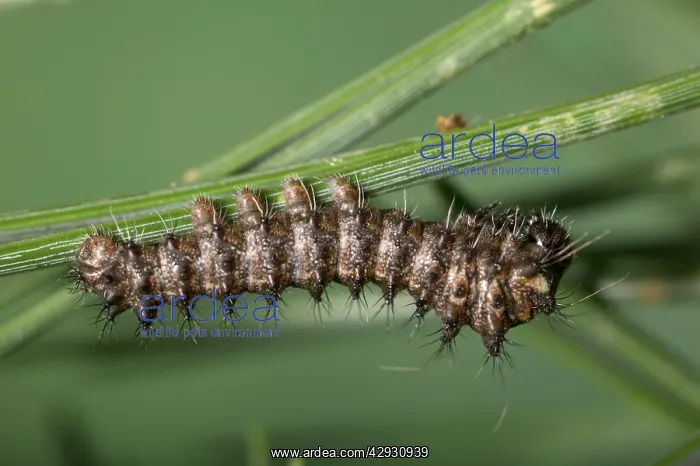 : Spanish Moon Moth - Caterpillar : Spanish Moon Moth - Caterpillar