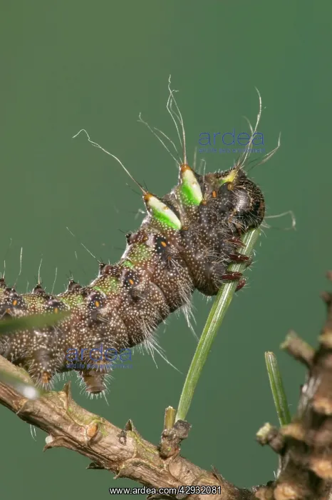 : Spanish Moon Moth - Caterpillar eating a needle of a pine : Spanish Moon Moth - Caterpillar eating a needle of a pine