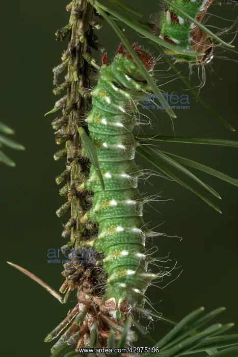 : Spanish Moon Moth - caterpillar of the hybridisation : Spanish Moon Moth - caterpillar of the hybridisation