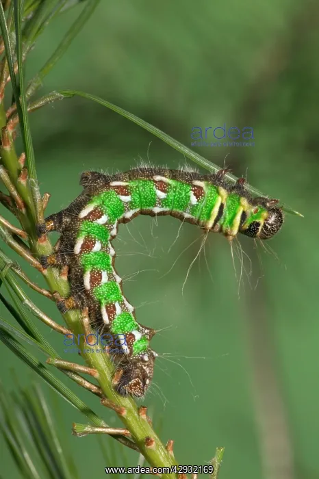 : Spanish Moon Moth - Caterpillar (L5) eating a needle of pine : Spanish Moon Moth - Caterpillar (L5) eating a needle of pine