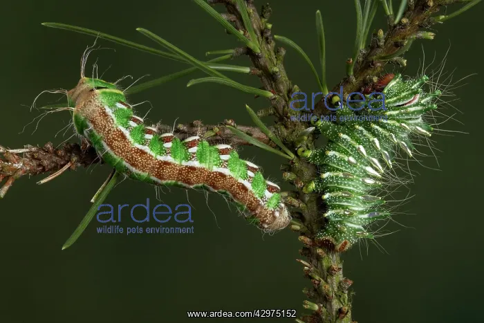 : Spanish Moon Moth - Caterpillars of Actias dubernardi : Spanish Moon Moth - Caterpillars of Actias dubernardi