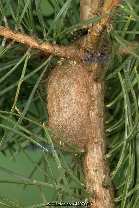 : Spanish Moon Moth - Cocoon : Spanish Moon Moth - Cocoon