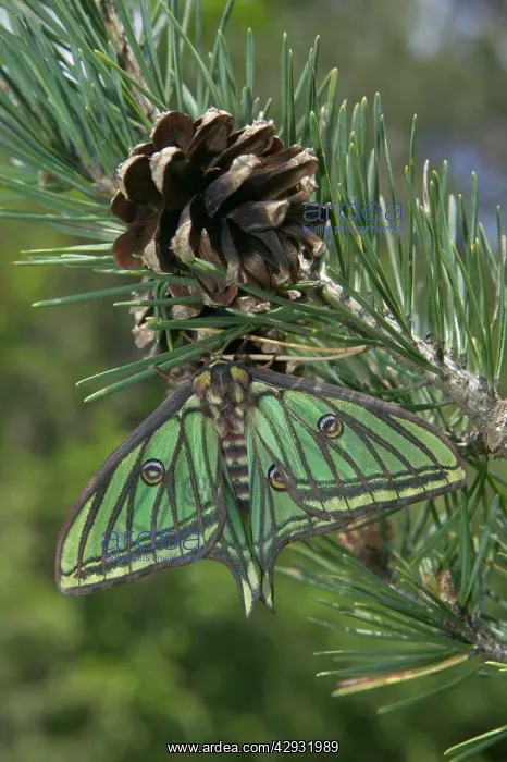 : Spanish Moon Moth - Female on the cone of a pine : Spanish Moon Moth - Female on the cone of a pine