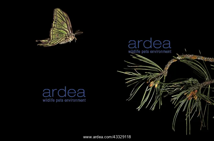 : Spanish moon moth (Graellsia isabelae) male in flight : Spanish moon moth (Graellsia isabelae) male in flight