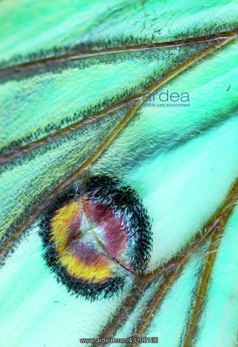 : Spanish moon moth (Graellsia isabella, detail of : Spanish moon moth (Graellsia isabella, detail of