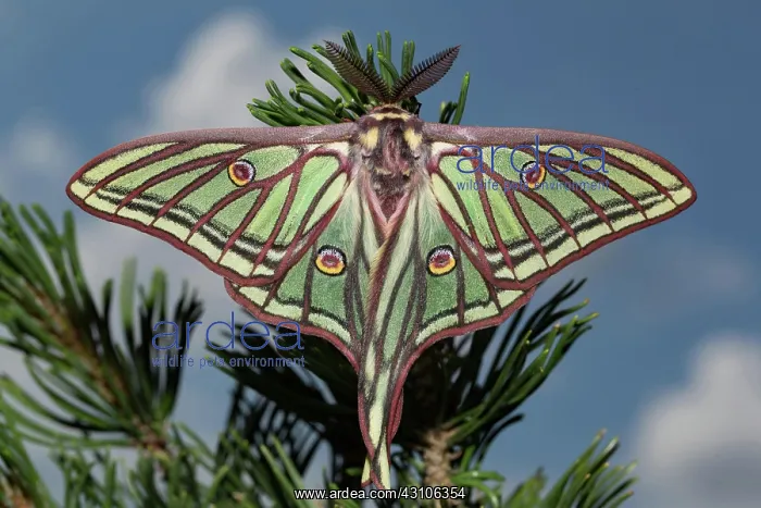 : Spanish moon moth (Graellsia isabellae) : Spanish moon moth (Graellsia isabellae)