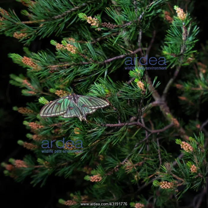 : Spanish moon moth (Graellsia isabellae) on Pine : Spanish moon moth (Graellsia isabellae) on Pine