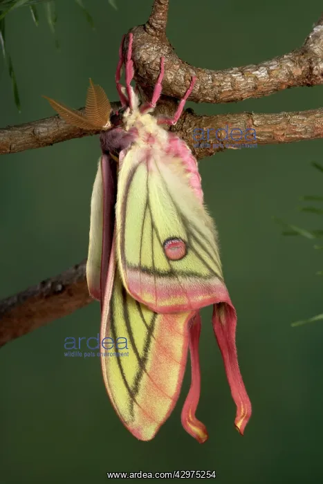: Spanish Moon Moth - Hybridization Grasiella isabellae : Spanish Moon Moth - Hybridization Grasiella isabellae