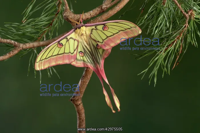 : Spanish Moon Moth - Hybridization Grasiella isabellae : Spanish Moon Moth - Hybridization Grasiella isabellae